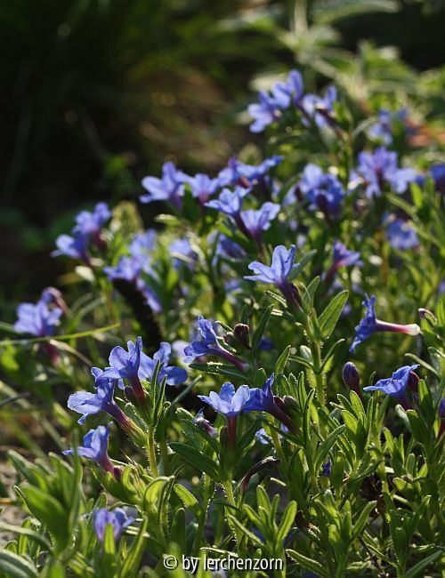 Steinsame (Lithodora diffusa)