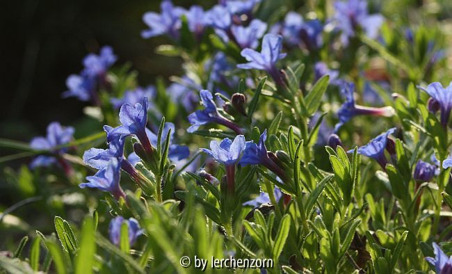 Steinsame (Lithodora diffusa)