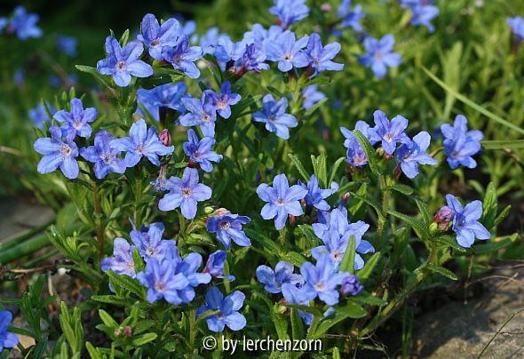 Steinsame (Lithodora diffusa)
