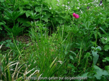 Geranium und Rehe