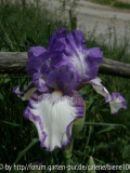 Welche Iris .jpg