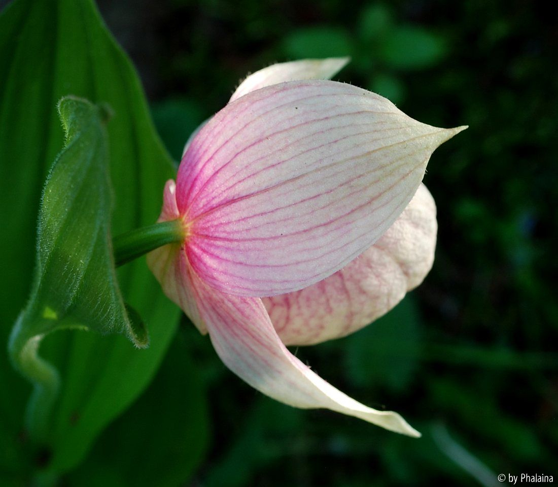 Cypripedium x ventricosum 3-3