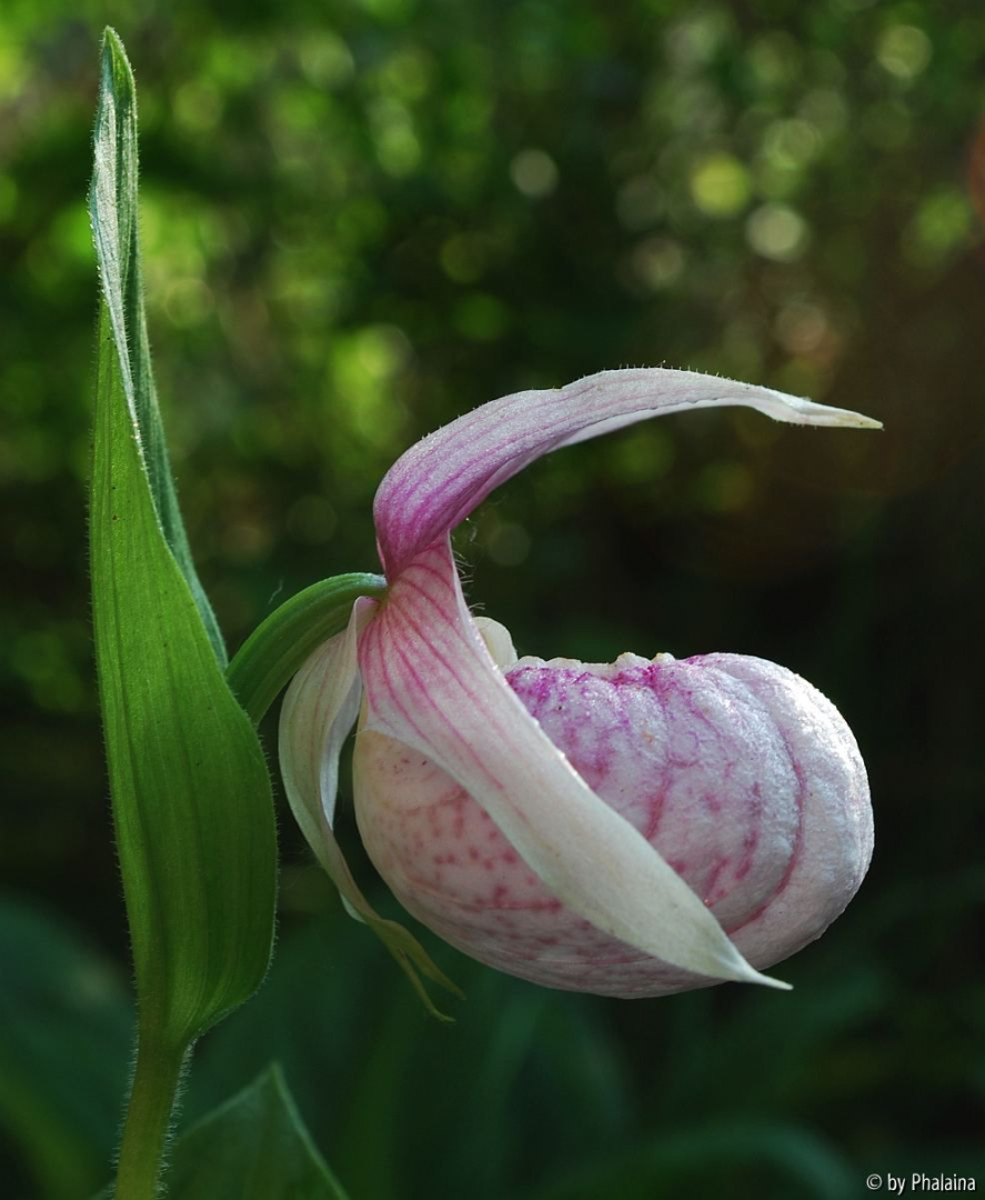 Cypripedium x ventricosum 3-2