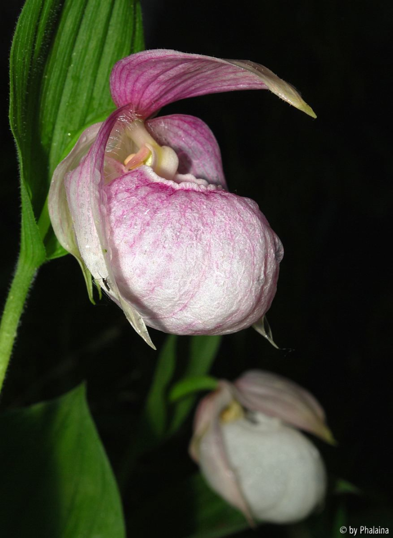 Cypripedium x ventricosum 3-1