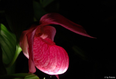 Cypripedium x ventricosum 2-2