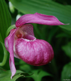 Cypripedium x ventricosum 2-1