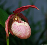 Cypripedium x ventricosum 1-2