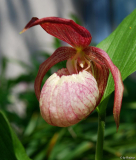 Cypripedium x ventricosum 1-1