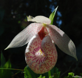 Cypripedium formosanum 3