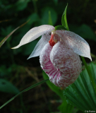 Cypripedium formosanum 2