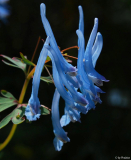 Corydalis flexuosa
