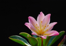 Lewisia tweedyi