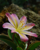 Lewisia tweedyi 1