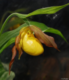 Cypripedium parviflorum 2