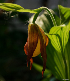 Cypripedium parviflorum 1