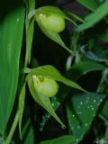 Cypripedium henryi