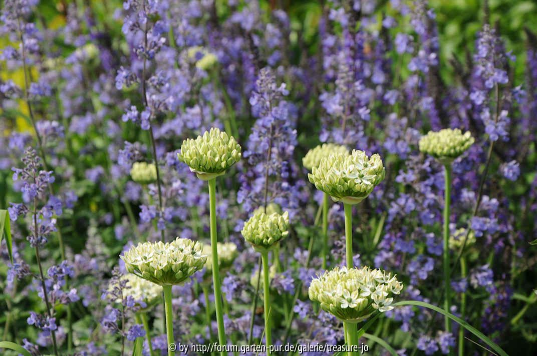 Allium nigrun, Nepeta, Salvia nemorosa