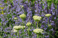 Allium nigrun, Nepeta, Salvia nemorosa