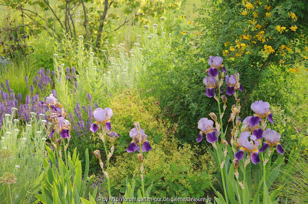 Iris, Achillea, Colutea