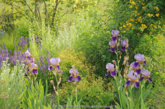 Iris, Achillea, Colutea