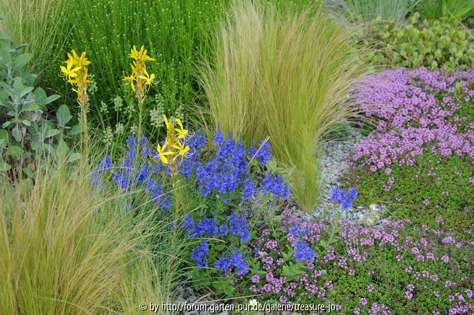 Veronica teucrium Asphodeline Thymus serpyllum