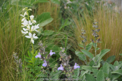 Salvia officinalis Dictamnus
