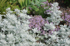 Artemisia stelleriana Thymus