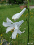 Paradisea liliastrum 2010