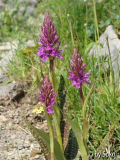 Dactylorhia saccifera gervasiana 2010