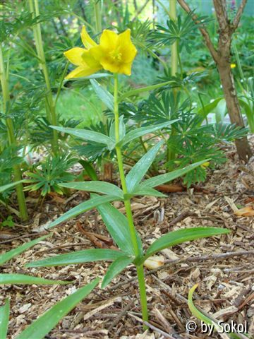 Fritillaria camschatcensis gelb