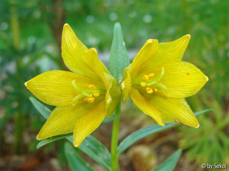 Fritillaria camschatcensis gelb nah