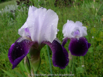 Pasquali [bluebells]