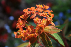 Euphorbia griffithi