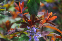 Euphorbia amygdaloides purpurea