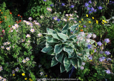 Hosta und Co 1