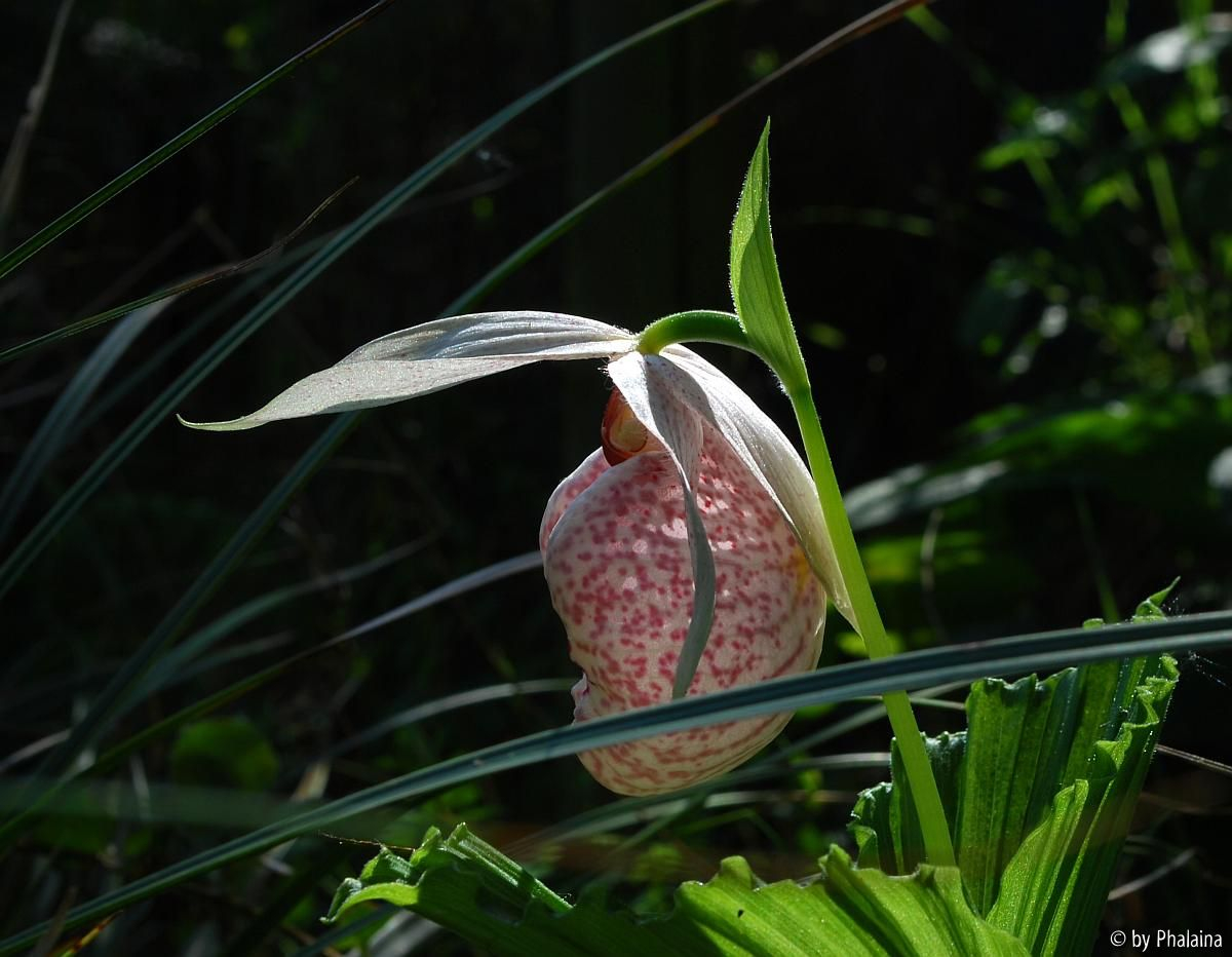 Cypripedium formosanum 1