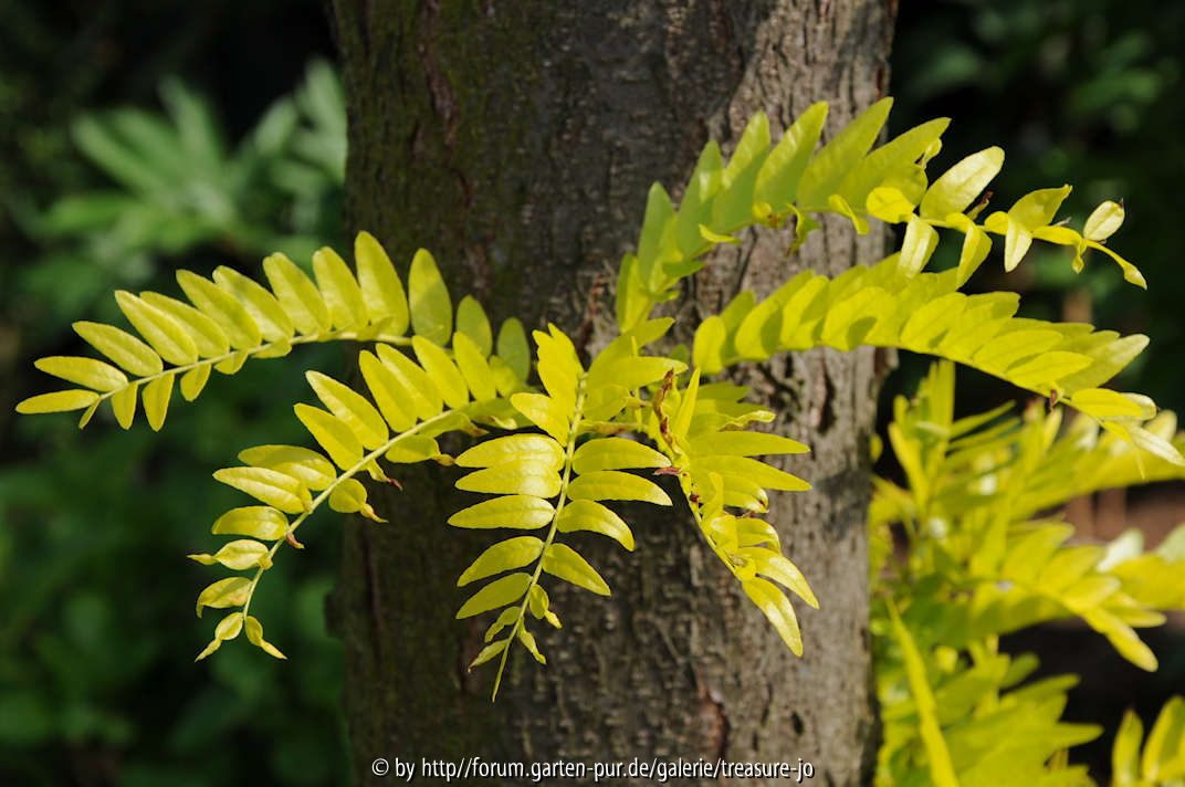 Gleditsia Stamm