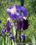 Iris pallida