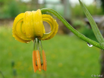 Lilium carniolicum gelb nah