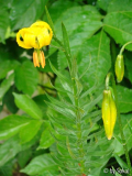 Lilium carniolicum gelb