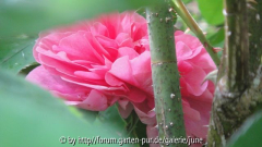 Gertrude Jekyll1