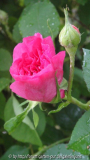 Gertrude Jekyll Knospe1