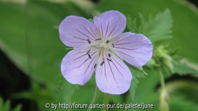 pratense Sämling