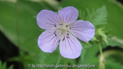 pratense Sämling