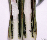 Arisaema ringensIMG_6033-1jpg.jpg