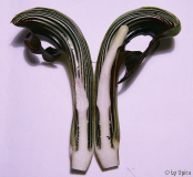 Arisaema ringensIMG_6033jpg.jpg