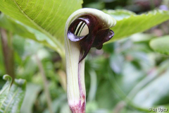 Arisaema ringensIMG_6029jpg.jpg