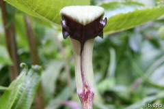 Arisaema ringensIMG_6028jpg.jpg
