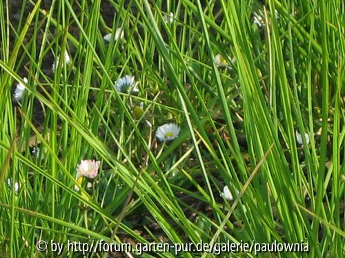 Sesleria autumnalis 01