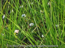 [galerie pid=65517]